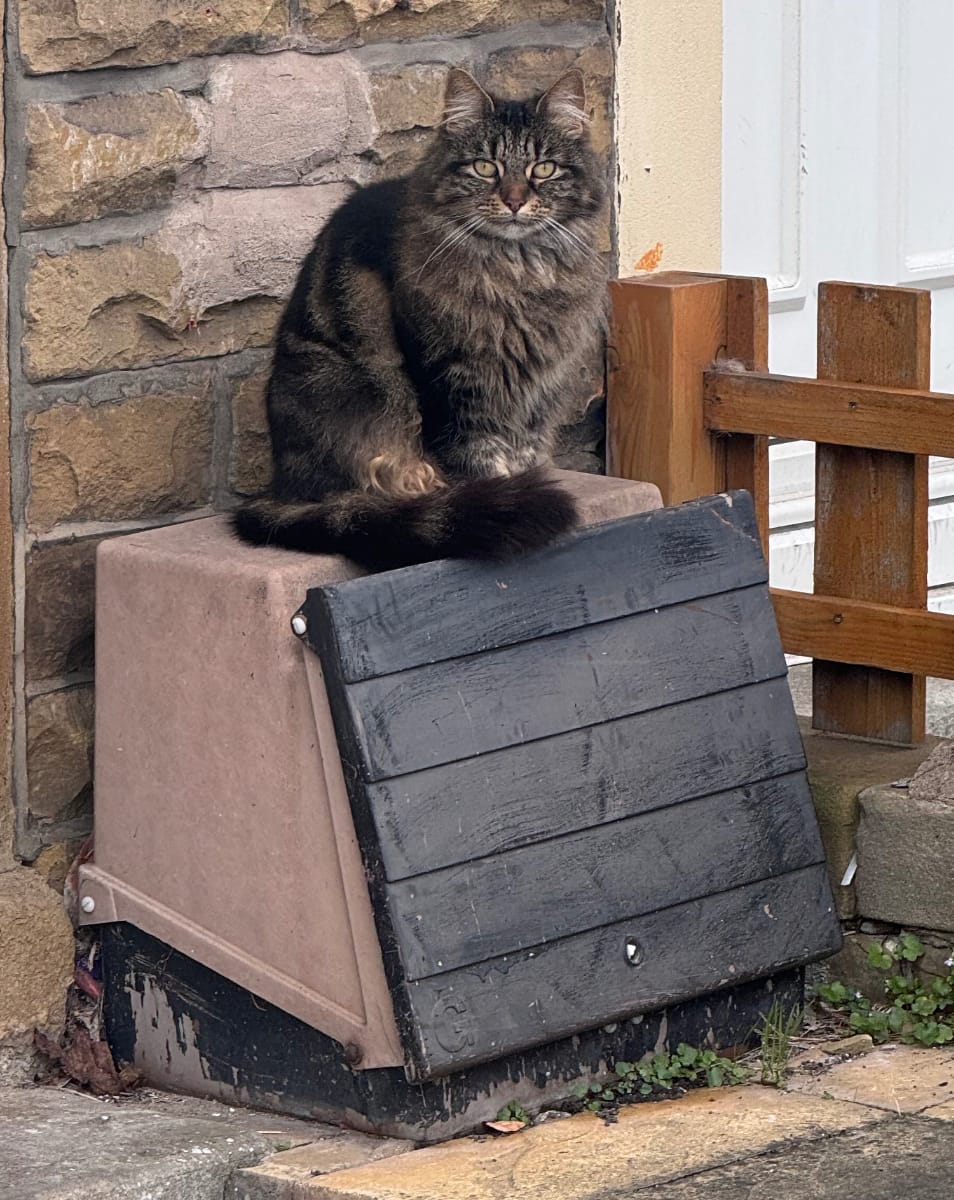 A proud-looking longhaired cat on a front stoop