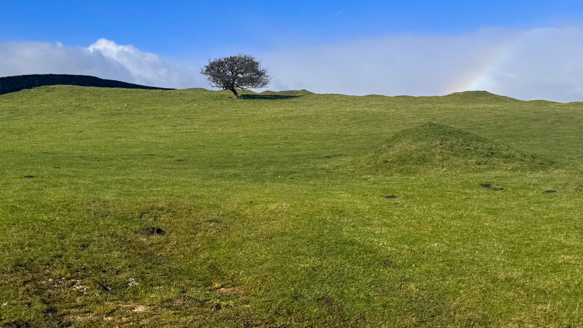 A green hillside with a stone fence on the left, a lone tree in the middle, and a faint rainbow on the right