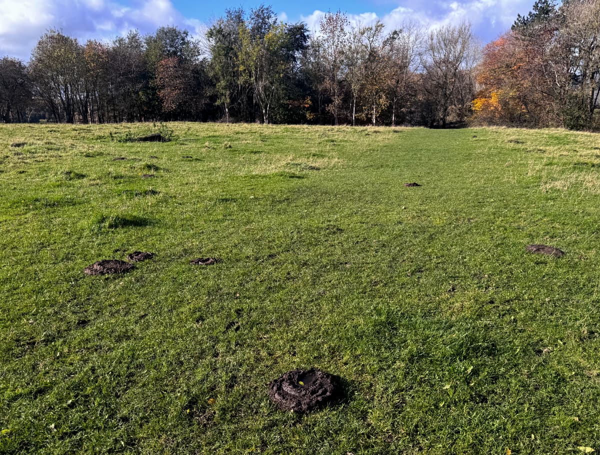 Round cow turds on a grassy field.