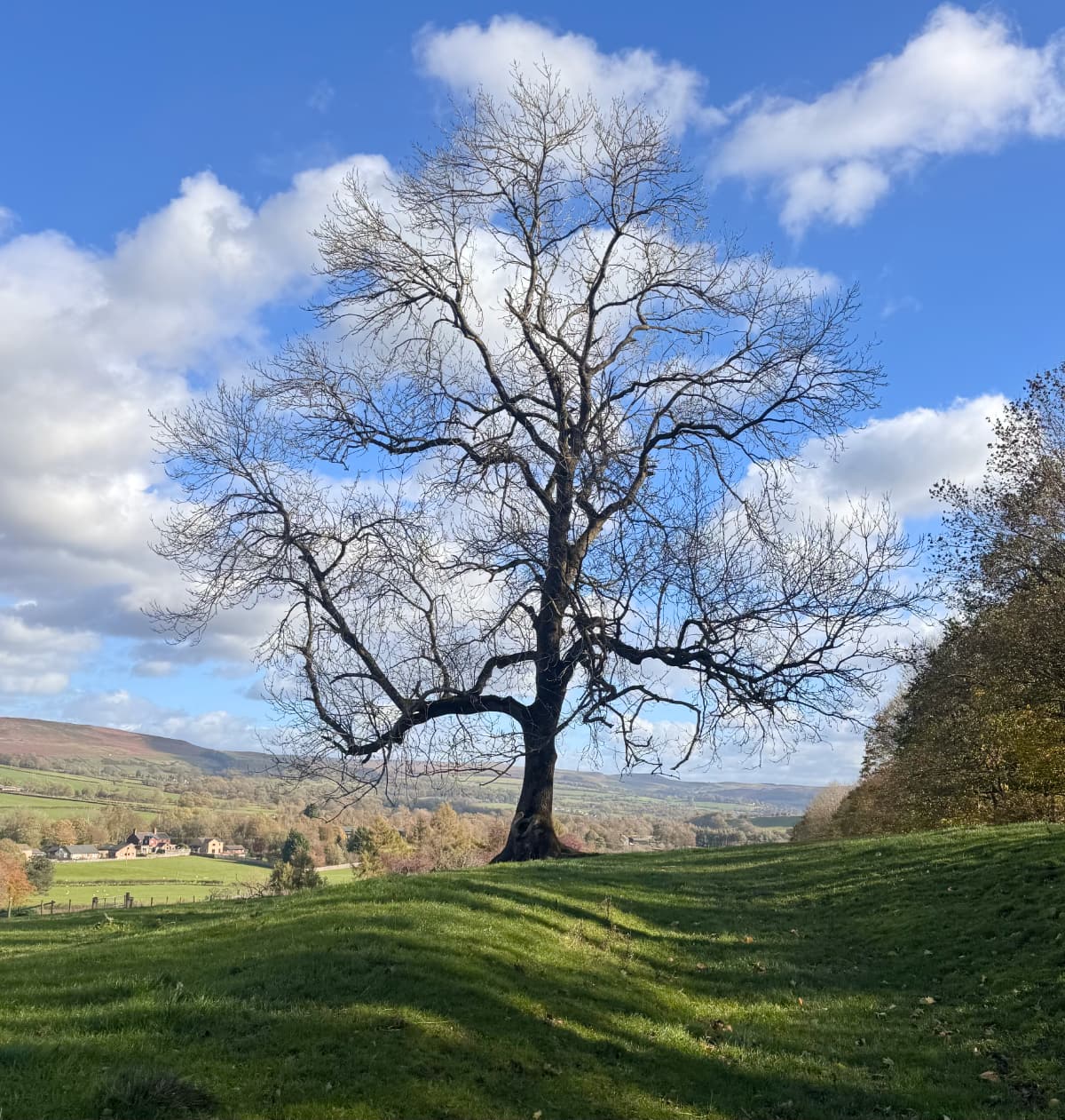 A large tree with wide branches in a field with a hilly background