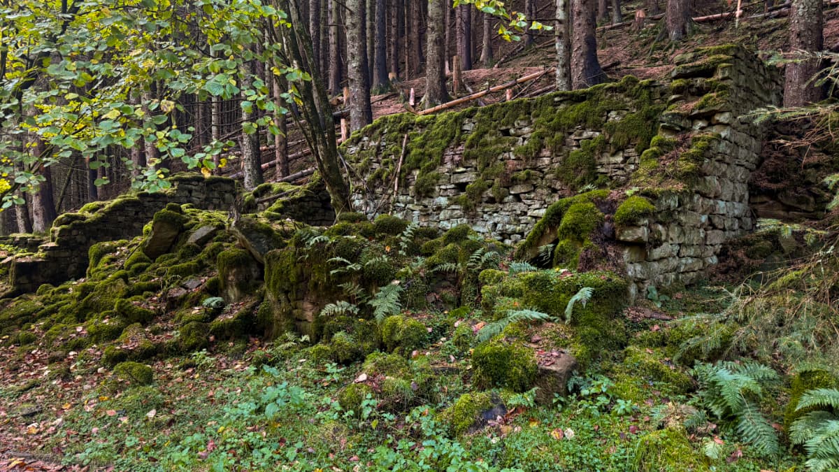 An old stone ruin in the forest, overgrown with moss, with a tree growing out of the middle