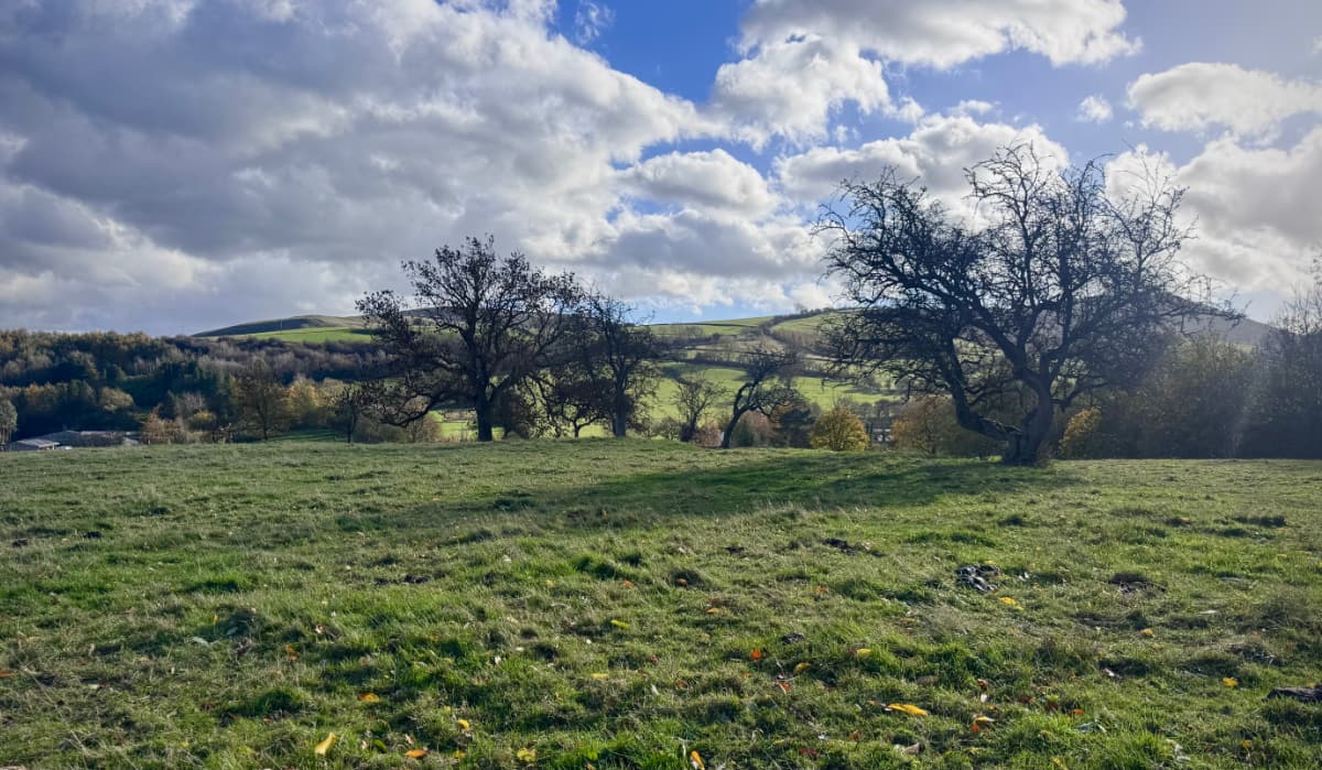 Two hawthorn trees at the edges of a flattened field