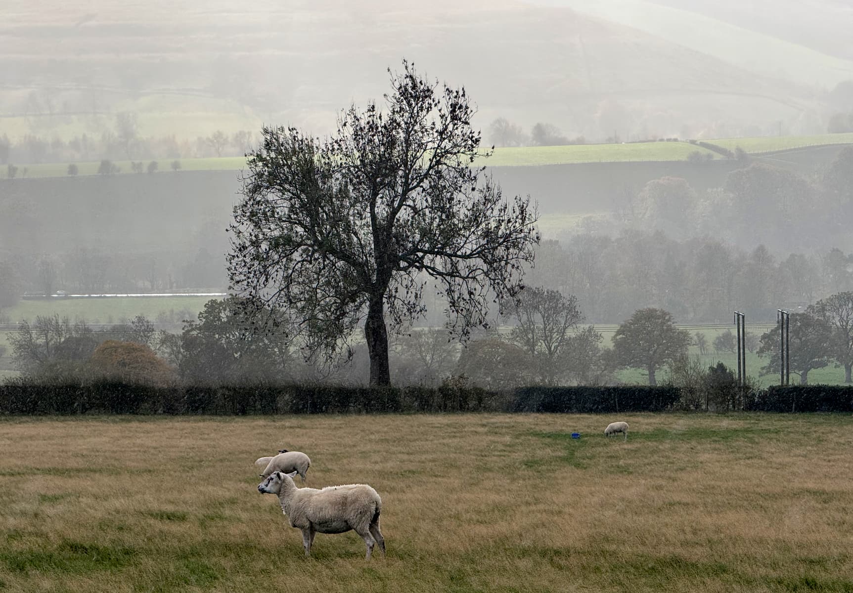 Sheep in a Peak District field with trees and the opposite hillsides in the distance
