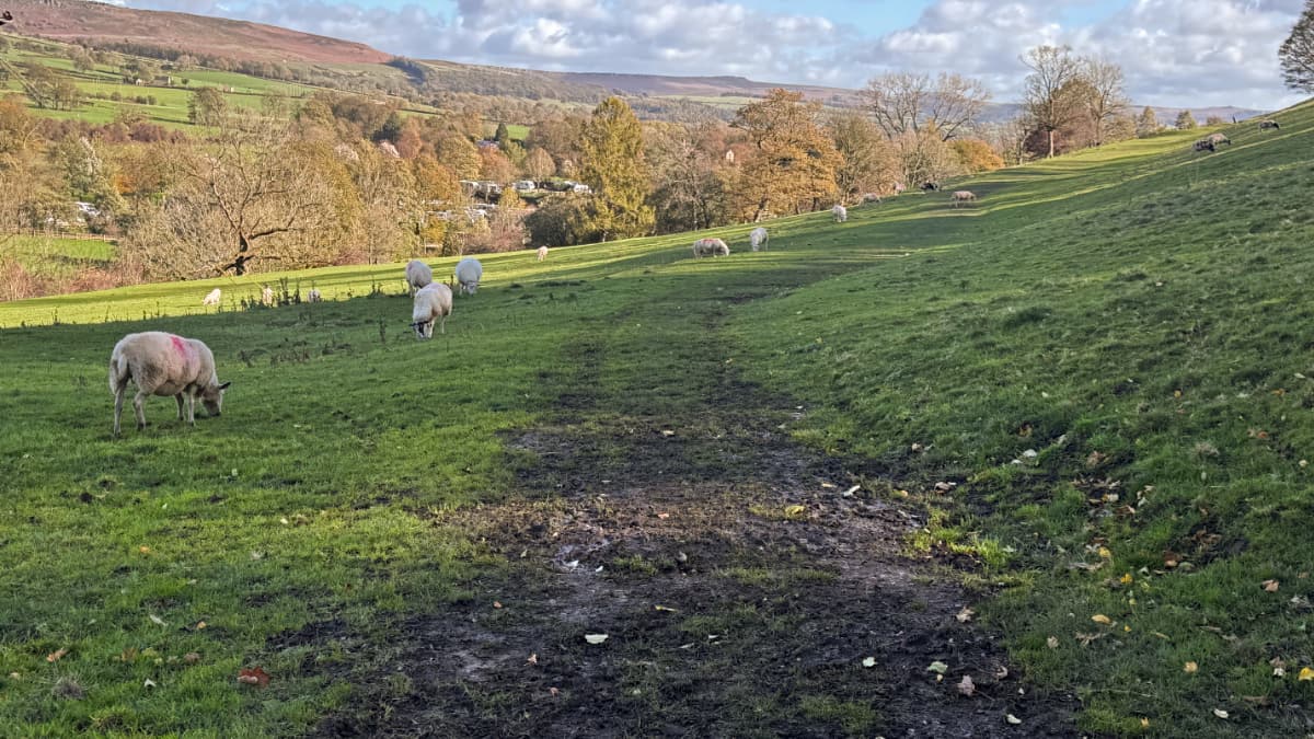 A trail through a meadow with a dozen sheep grazing nearby