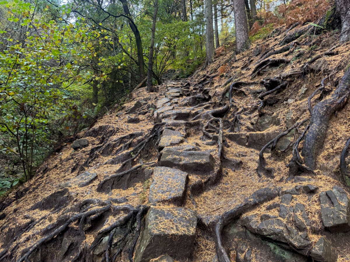 a trail of rocky steps, slippery with rain and fallen needles