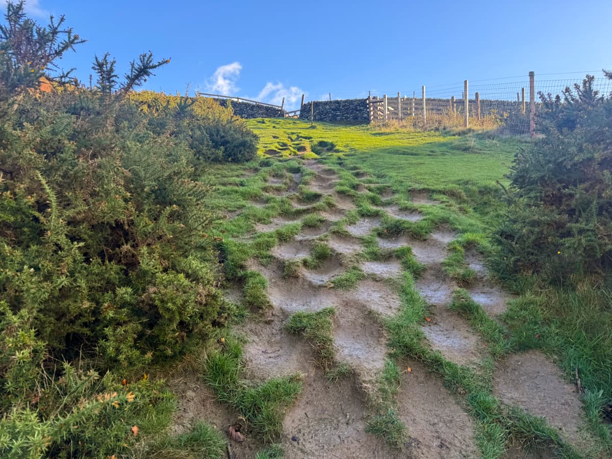 A steep hillside with circular muddy indentations in the grass, leading to a gate in a stone fence